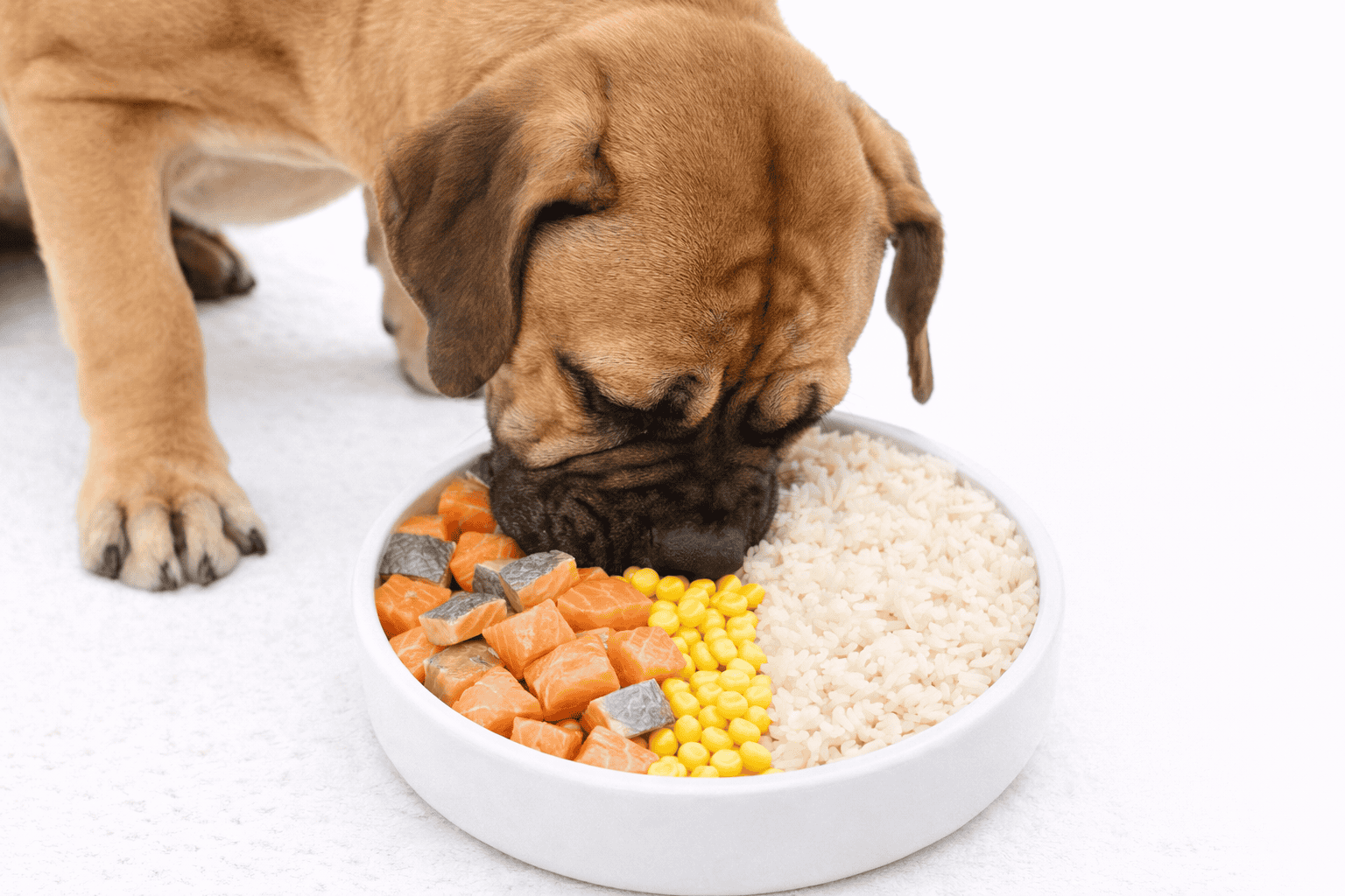 Super Premium Excellent Zalm & Rijst