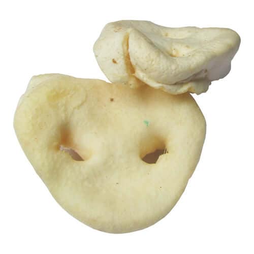 Varkensneus  👑 🦴