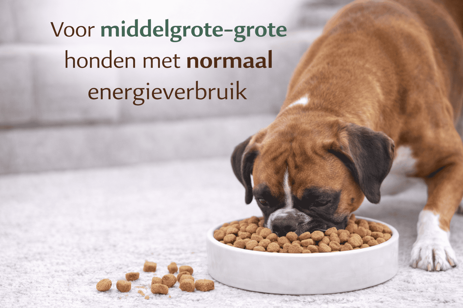 Complete Care Maxi  Energy