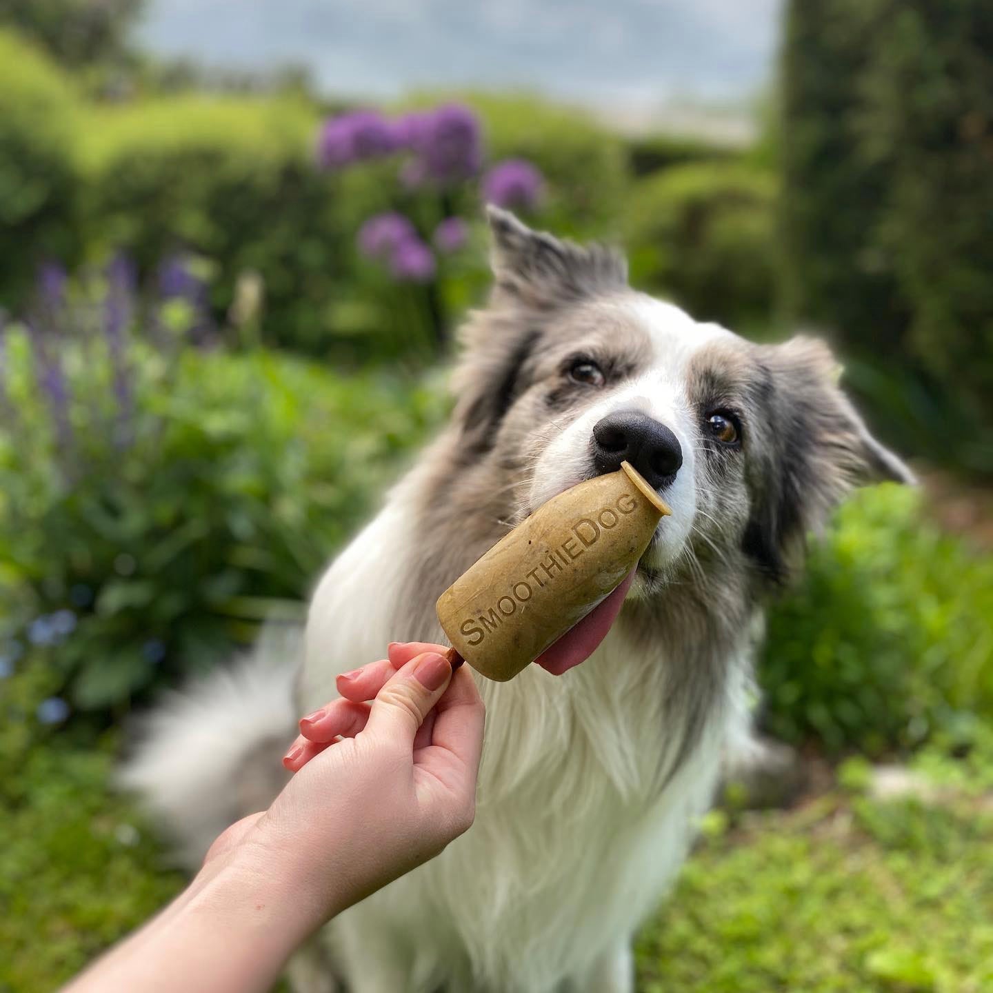 Smoothie dog ijsjesvom
